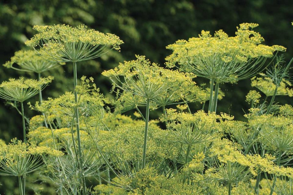 Bouquet Dill Seeds