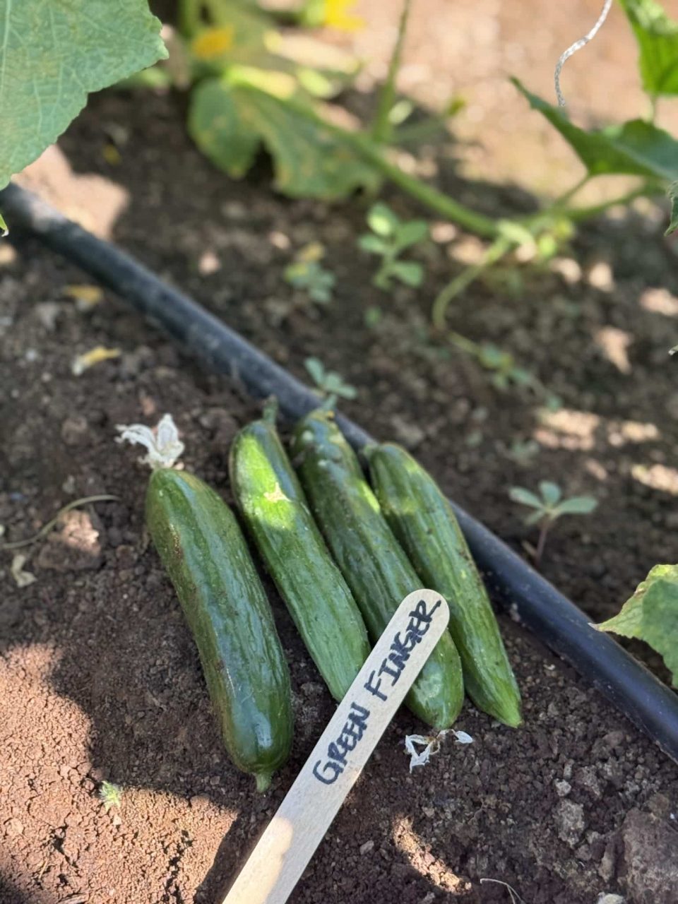 Organic Green Finger Cucumber Seeds - Image 3