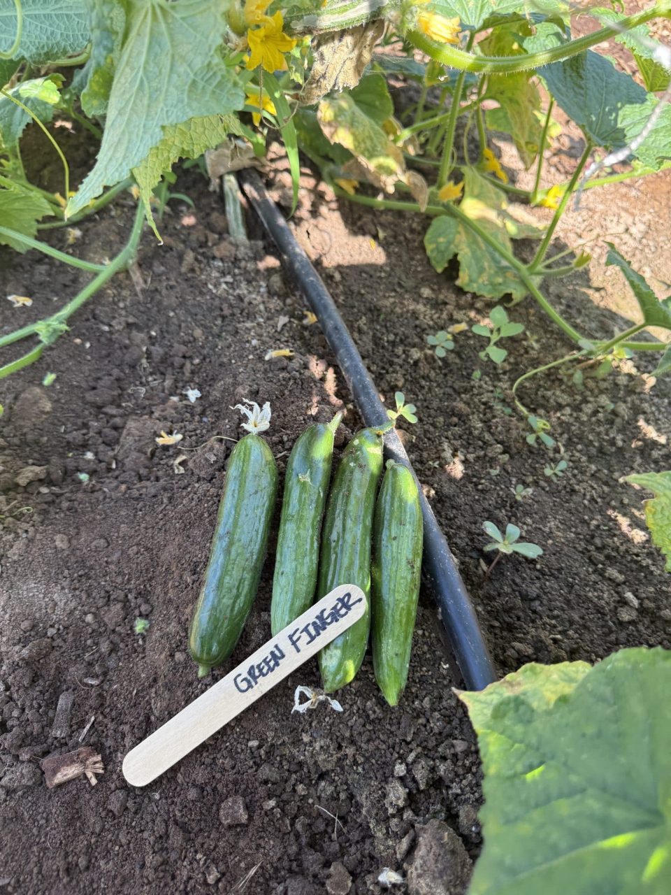 Organic Green Finger Cucumber Seeds - Image 2