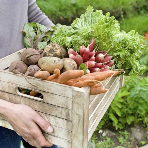 fall gardening