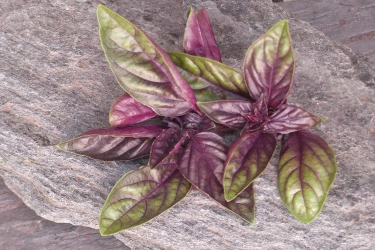 Organic Purple Opal Basil Seeds — San Diego Seed Company