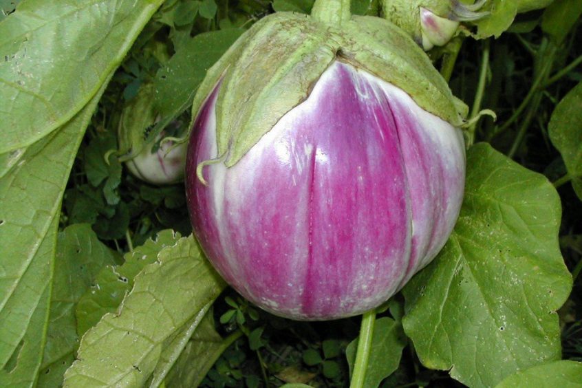 Rosa Bianca Eggplant
