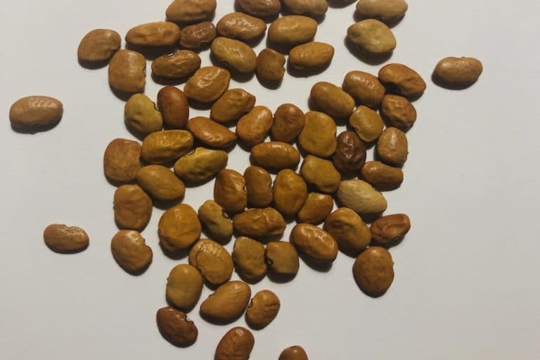 thumbnail image 2 of Organic Vegetable Seeds - Adaptive Seeds 2 of 11