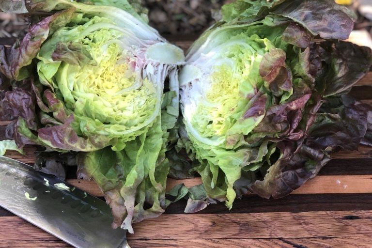 Marvel of Four Seasons Lettuce Seeds ??? San Diego Seed Company
