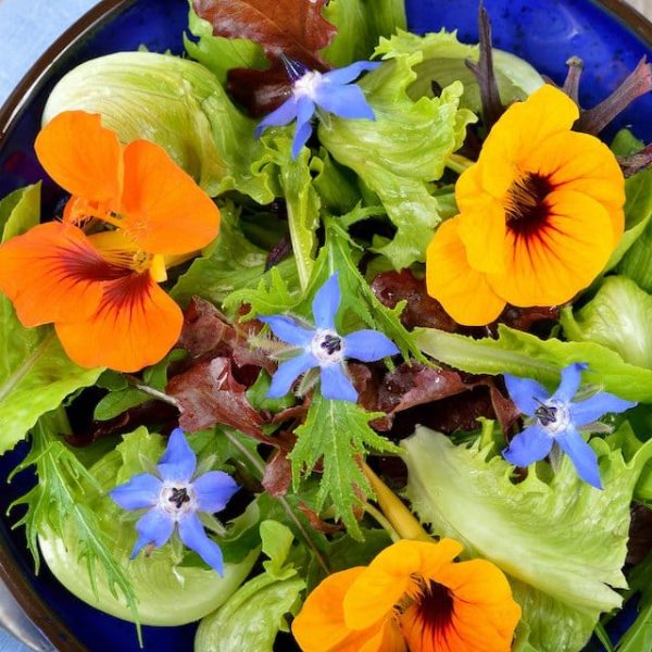 borage flowers in a salad