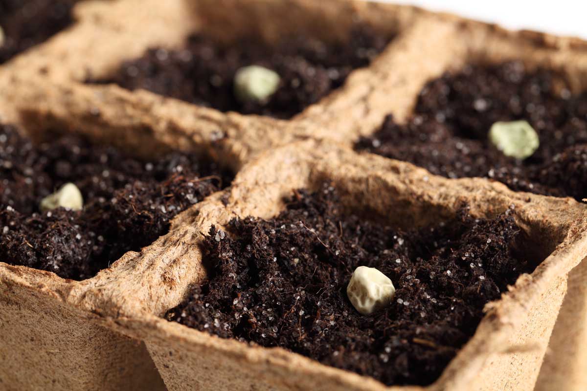 Featured image for “How to Start Seeds Indoors”