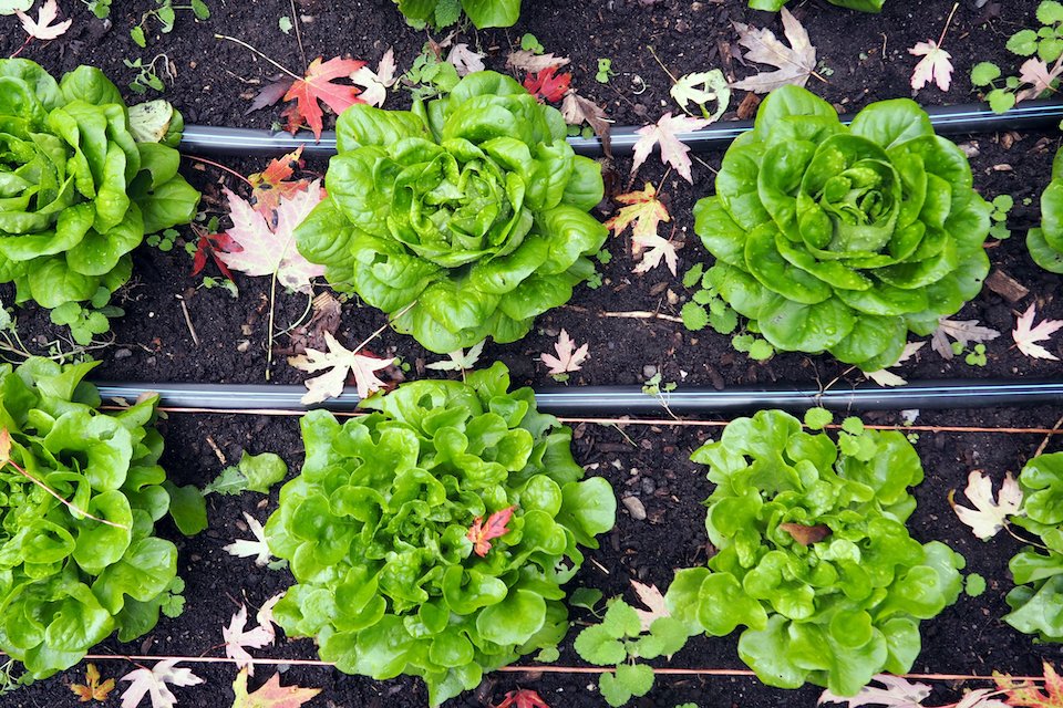 1000 Butter Crunch Butterhead Lettuce Seeds – Heirloom, NON-GMO, USA Grown, Lactuca Sativa