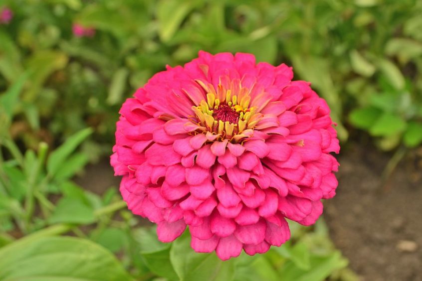 Dahlia Mix Zinnia Seeds — San Diego Seed Company