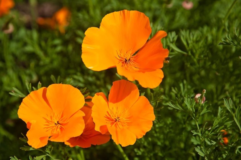 California Orange Poppy Seeds — San Diego Seed Company