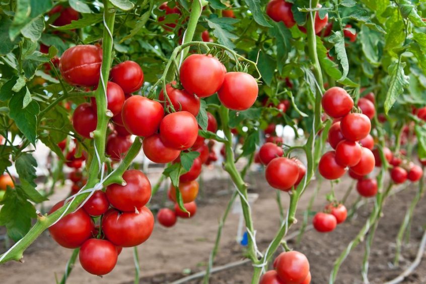 Large Red Cherry Tomato Seeds — San Diego Seed Company