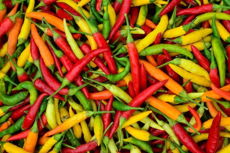 Organic Thai Chili Mix Seeds — San Diego Seed Company