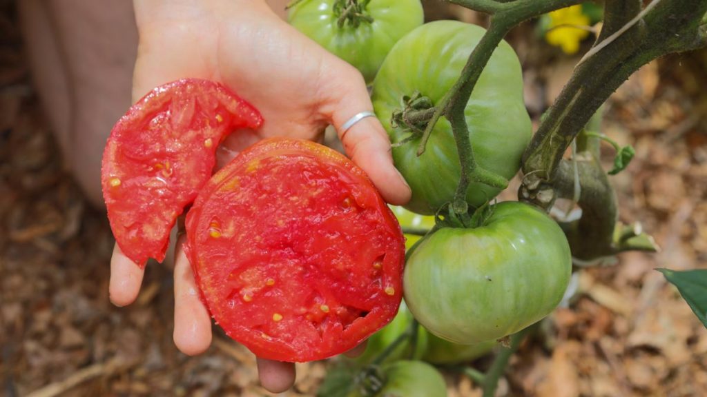 Succession Planting Guide — San Diego Seed Company