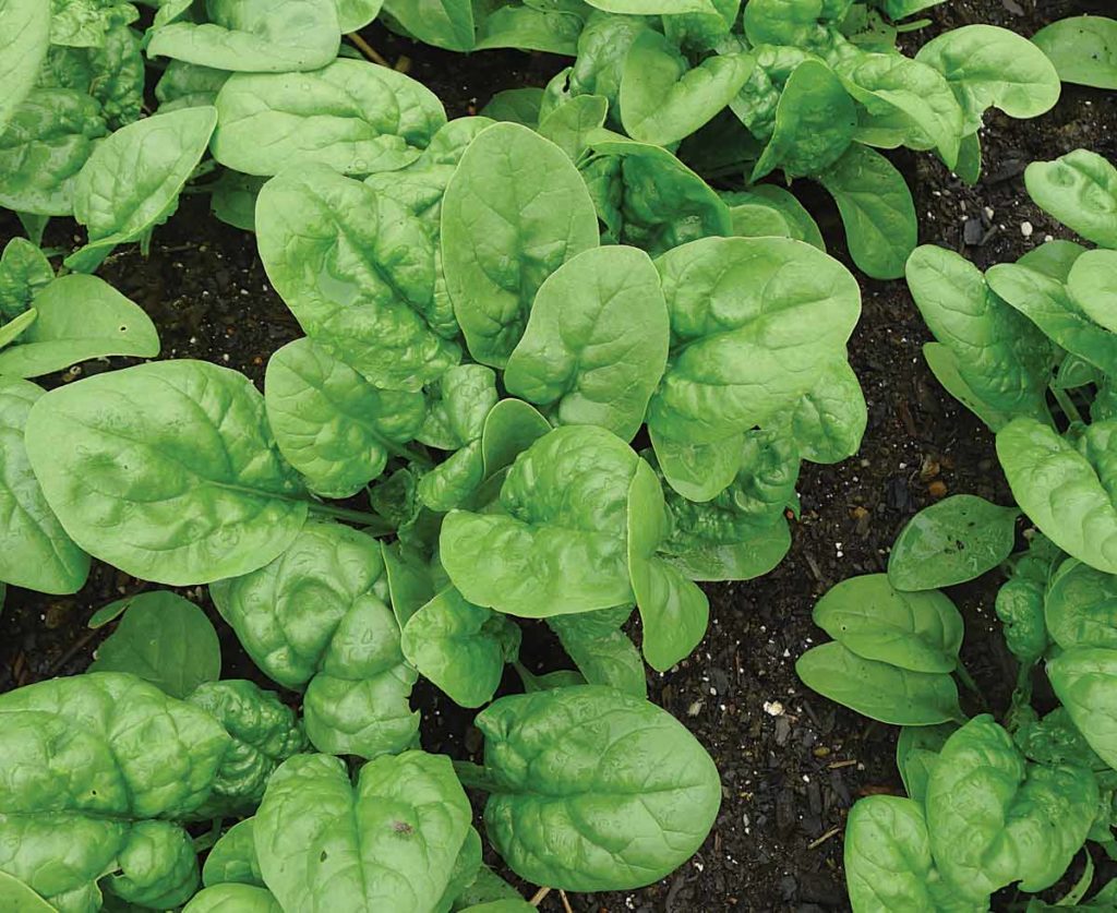 Growing Together Membership December 2025 Cohort