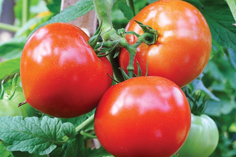 Celebrity Tomato Seeds — San Diego Seed Company