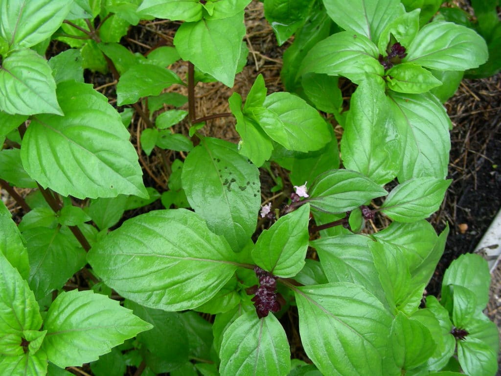 Organic Thai Basil Seeds — San Diego Seed Company