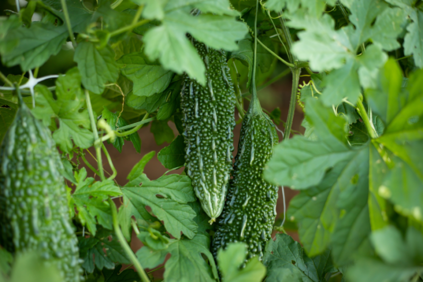 Organic Bitter Melon Gourd Seeds — San Diego Seed Company