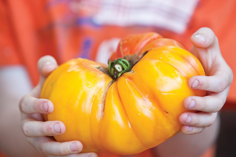 thumbnail image 2 of 25+ Hillbilly Tomato Seeds- Large, Beefsteak Tomatoes Feature 2 of 14