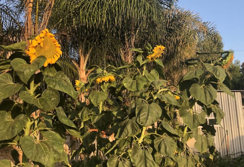 Organic Mongolian Giant Sunflower Seeds