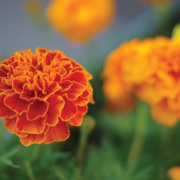 Queen Sophia Marigold