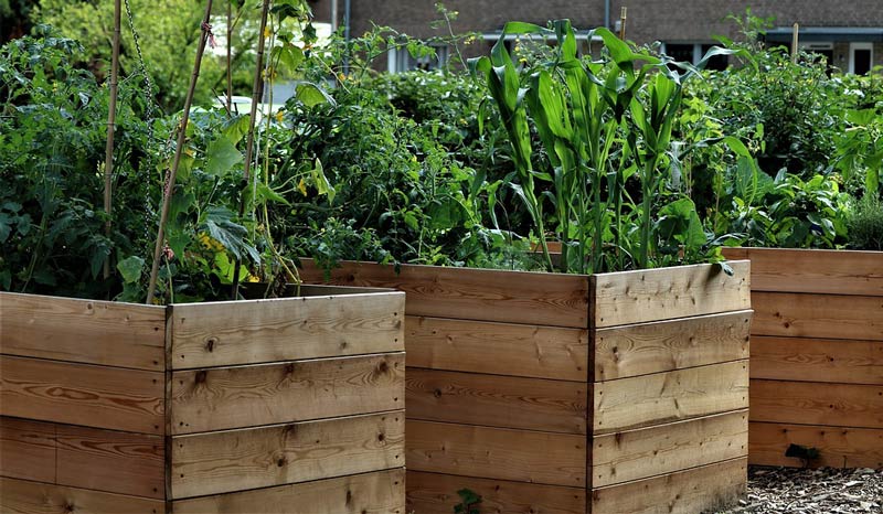 Raised Garden Beds