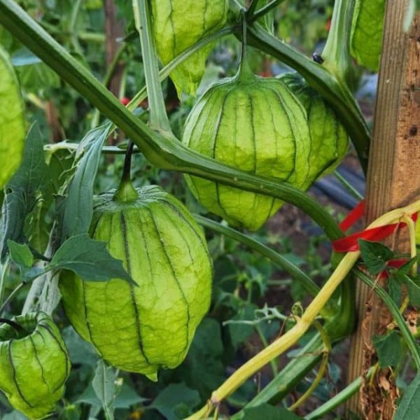Buy Tomatillo Seeds — San Diego Seed Company