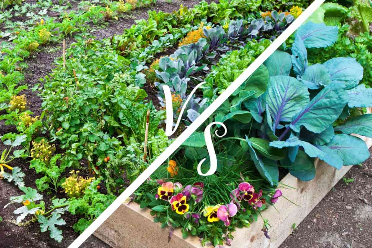 Featured image for “Raised Beds vs. In-Ground Beds”