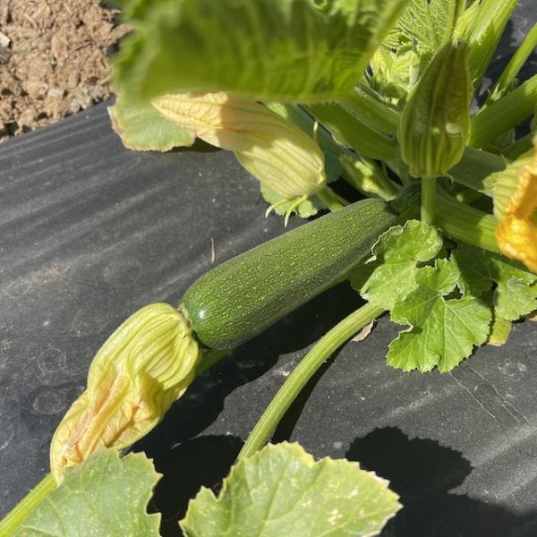 zucchini