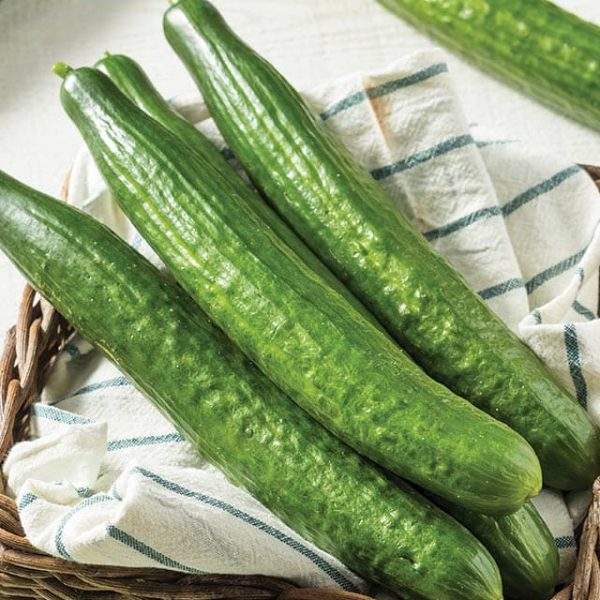 japanese cucumber seeds