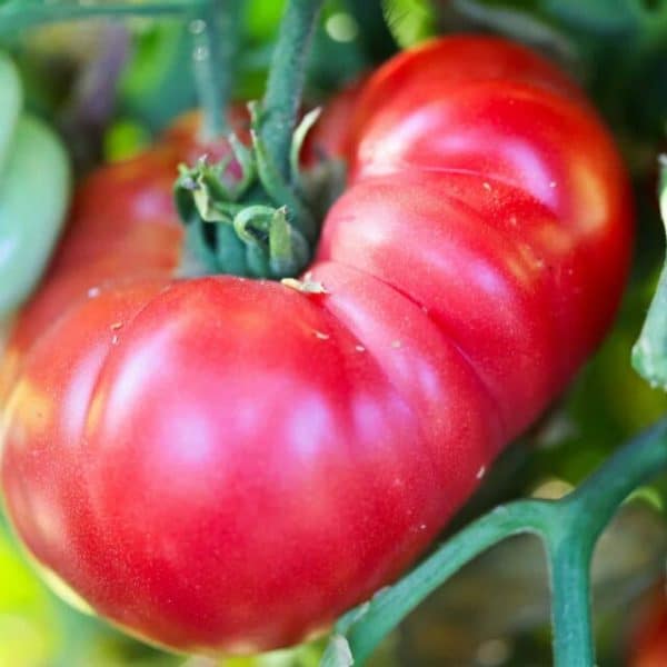 Snakebite Dwarf Tomato