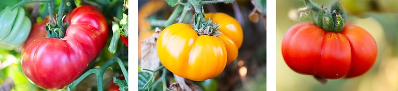 Honorable mention tomatoes