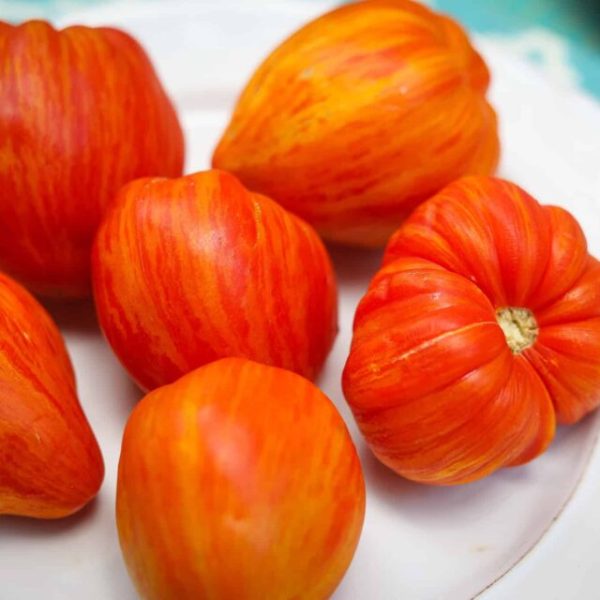 Stony Brook Heart Dwarf Tomato