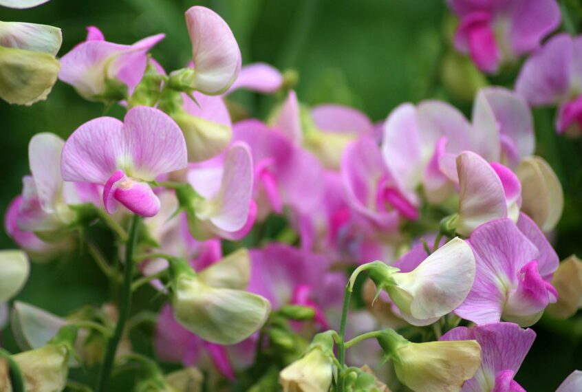 how to grow Sweet peas