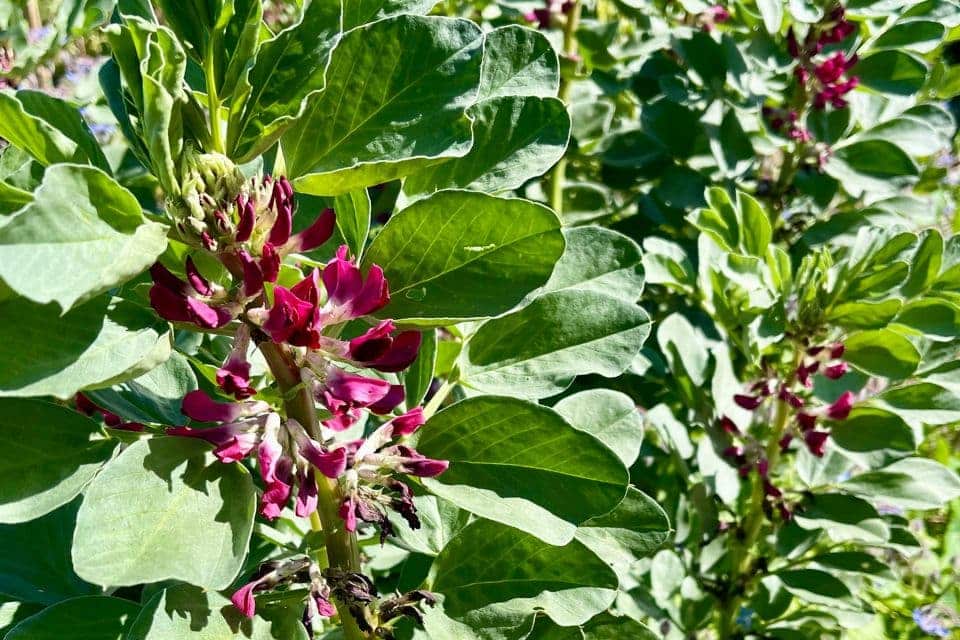 Little Seed Store 1 Oz Organic Heirloom Fava Bean Seeds - Gourmet Broad Bean, Non-GMO, 94% Germination
