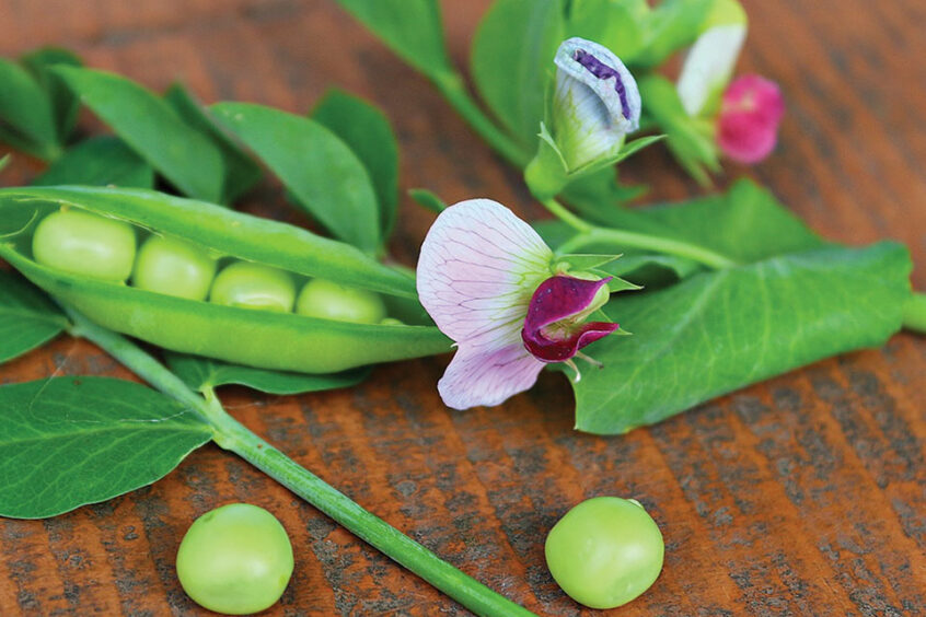 sugar pod pea