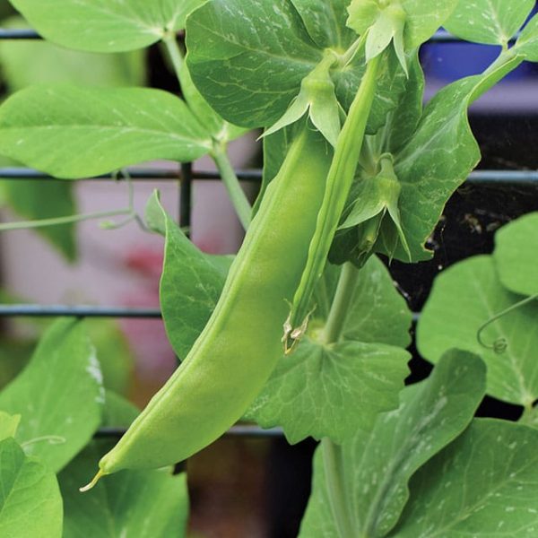 oregon sugar pod pea