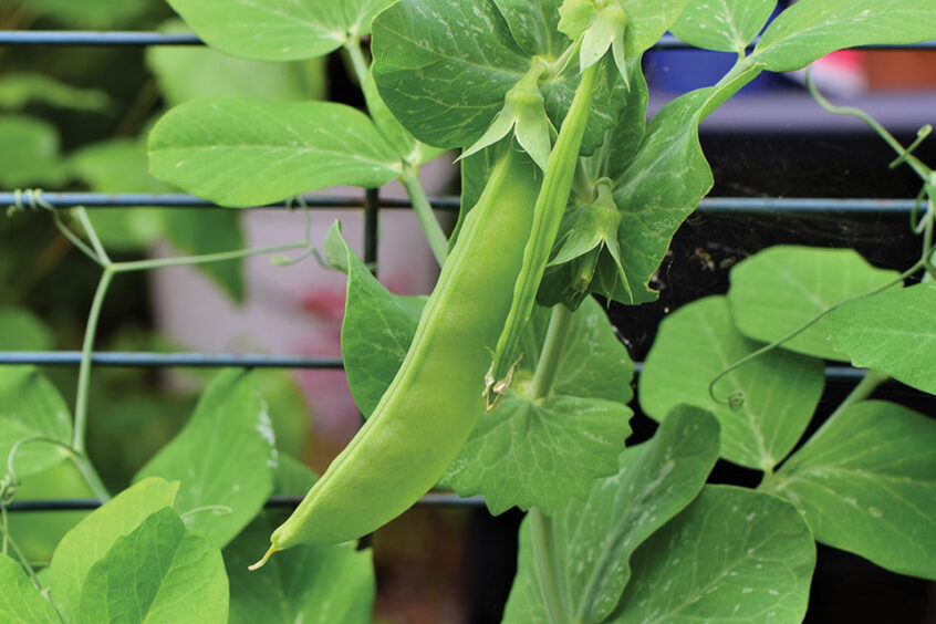 oregon sugar pod pea