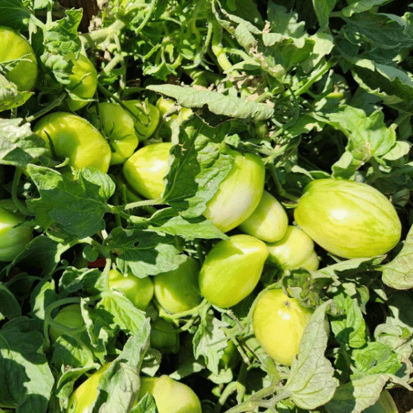 dwarf saucy mary tomato