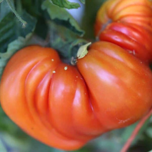 dwarf buddy's heart tomato
