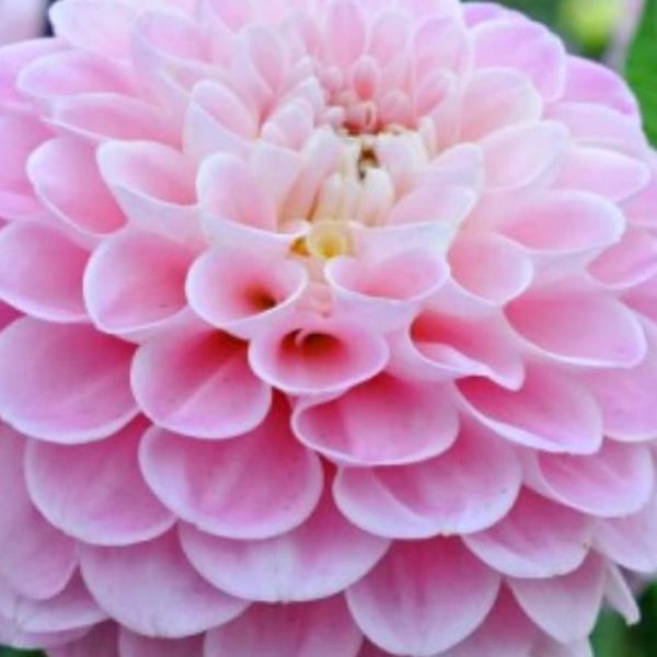Wizard of Oz Dahlia Bulbs