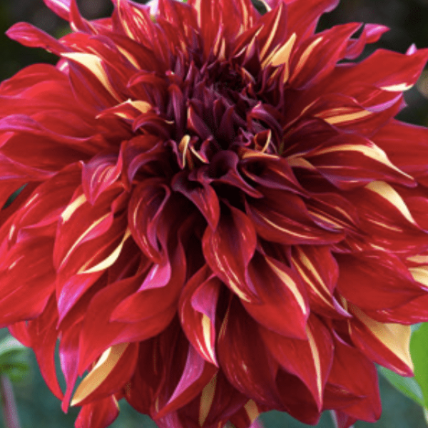 bohemian spartacus dahlia bulbs