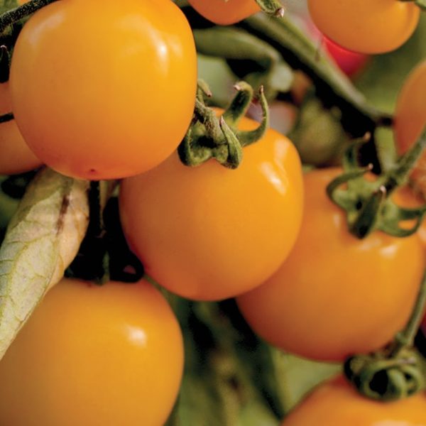 solar gold tomato