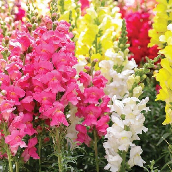 tetra mix snapdragon seeds