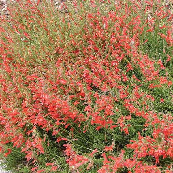 desert penstemon