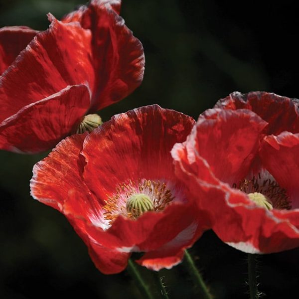 red corn poppy