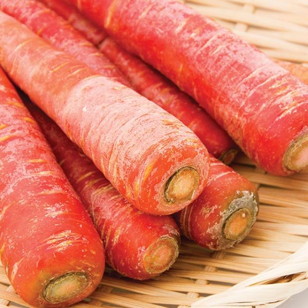 kyoto red carrot