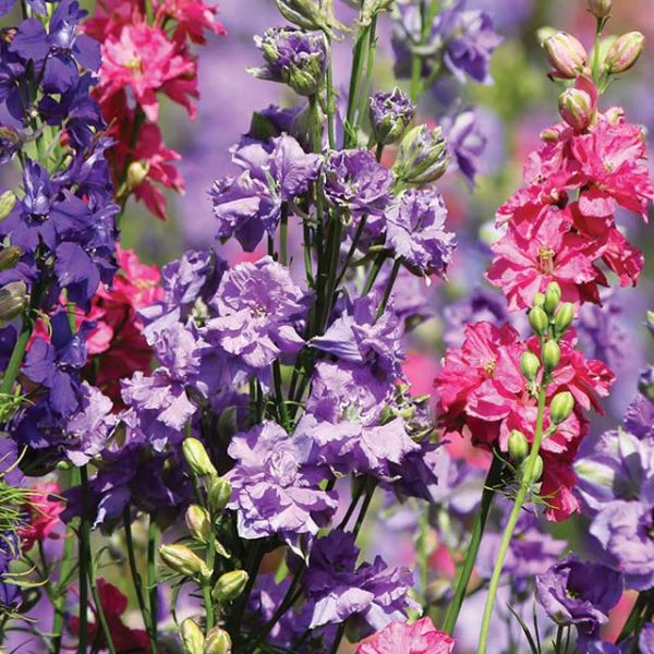 larkspur