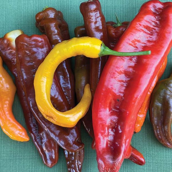 Sweet Texas Longhorn Pepper