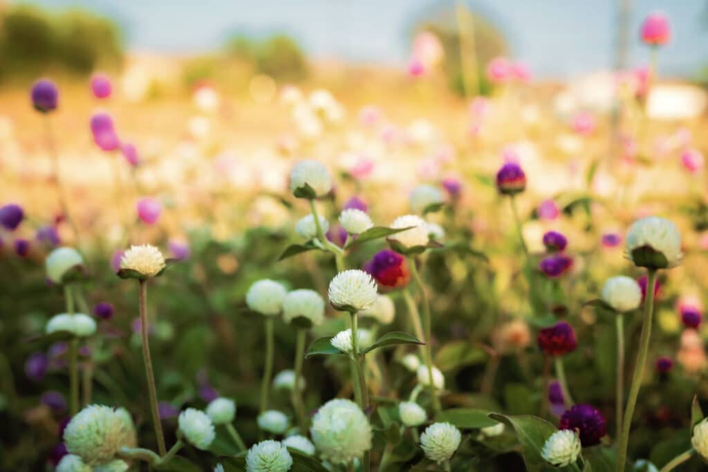 Growing Together Membership February 2026 Cohort