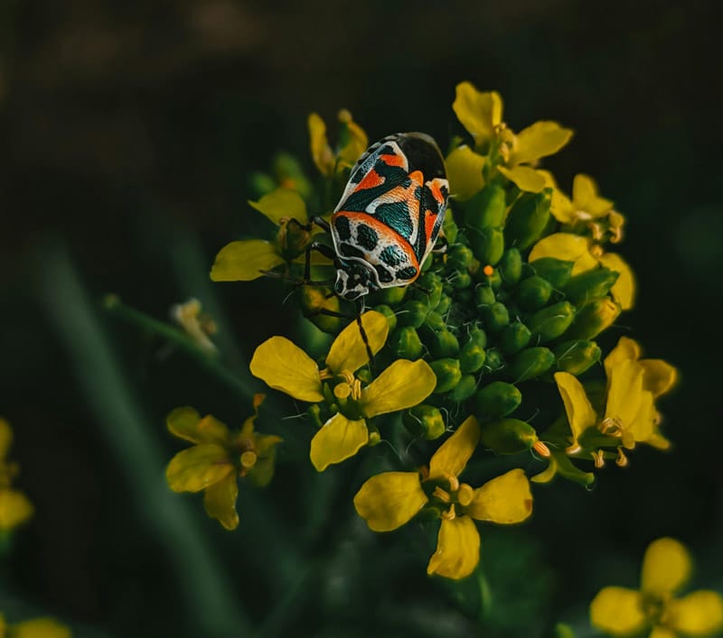 harlequin bugs-companion planting