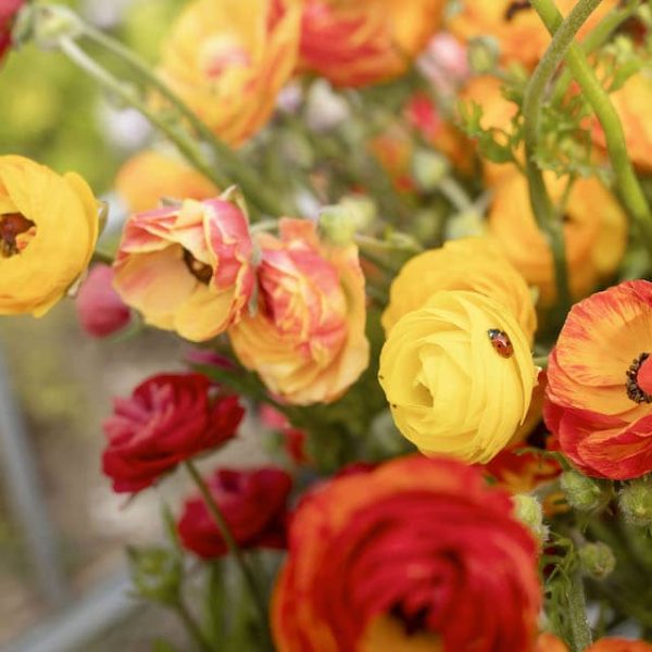 Ranunculus, Cottage Garden Rainbow Mix